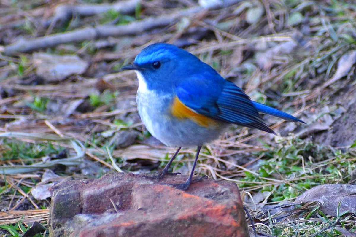birdsofhimalaya's tweet photo. Bluebirds>>>

🐦 Himalayan Bluetail
📷 @SharmaSaanjeev 

#TwitterNatureCommunity #IndiAves #birdwatching #birding https://t.co/o7ilFwwUkr