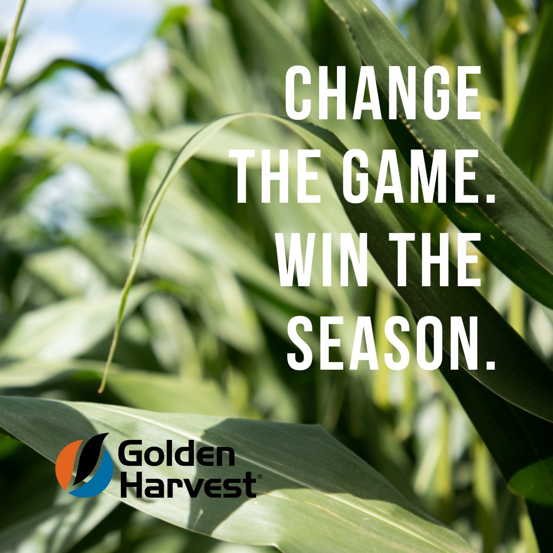Golden Harvest Seeds tweet media