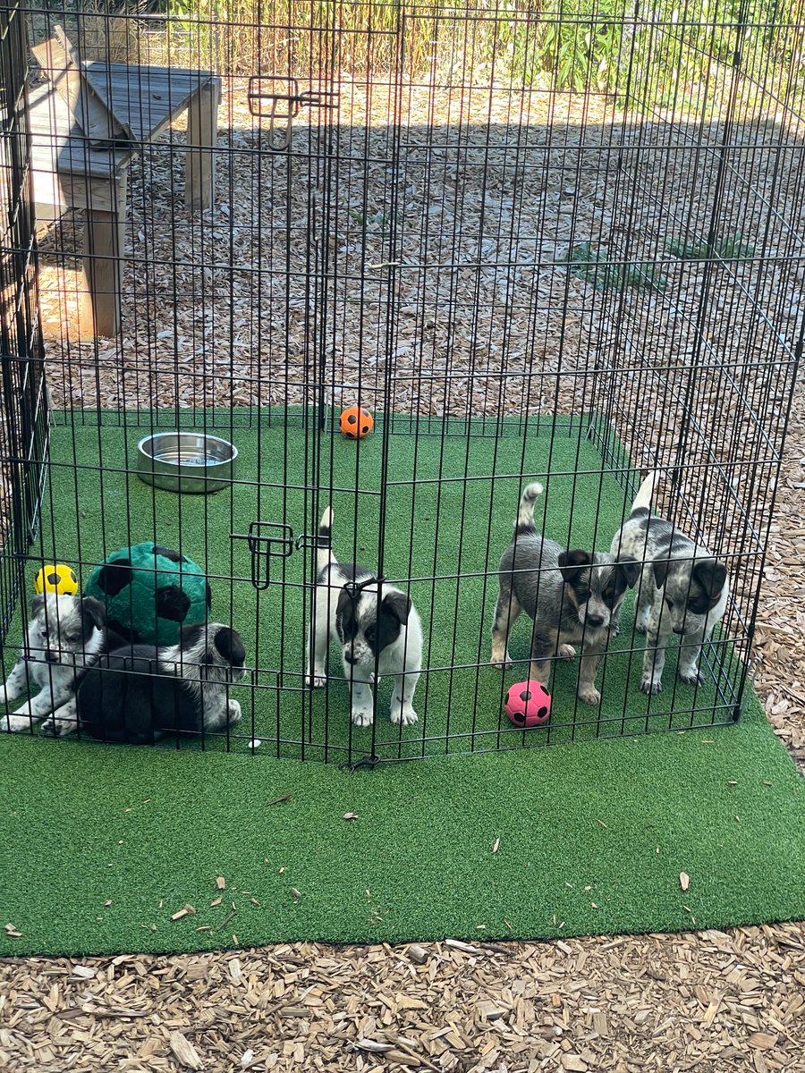 We fostered cattle dog puppies and named them after <a href="/ThornsFC/">Portland Thorns FC</a> World Cup players. Please meet our WC Thornies lineup (1/6) 

#baonpdx