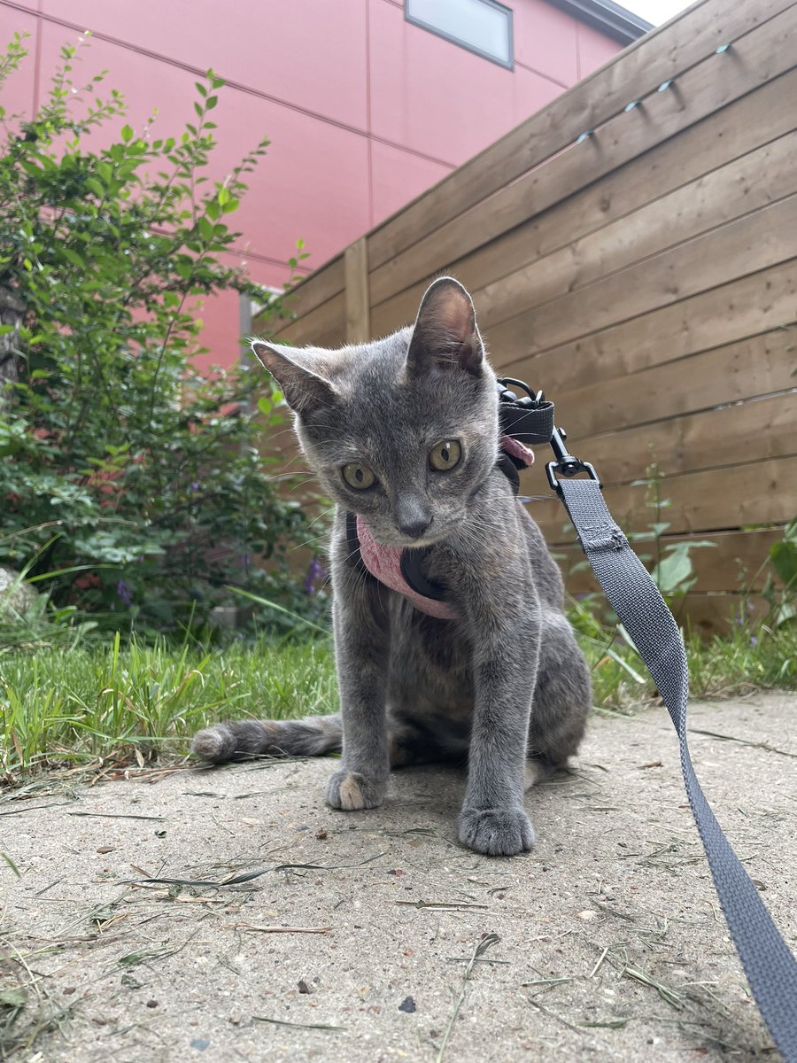 I gave up Twitter cold turkey because Elon is a bad guy, but I’ve been writing tweets in my head non-stop for the past few months. You missed out on gold, people (though really most of it was drivel).

In other news, I recently became a cat person. Who knew cats were so rad?