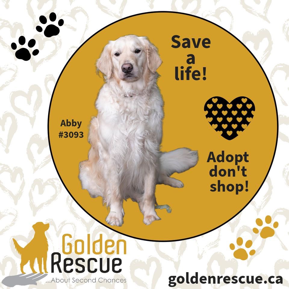 FOREVER FAMILIES NEEDED! Please check our website to see all of our available adoptions. If you have already submitted an adoption application, please email adoption@goldenrescue.ca. 
Click tinyurl.com/47mzzr63 to submit a new application!