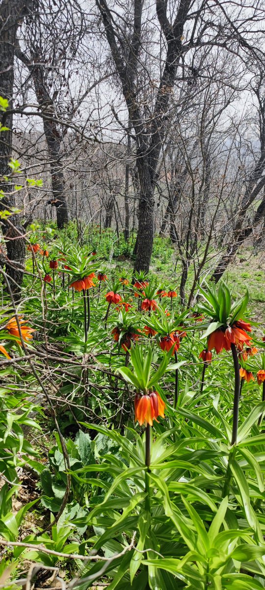 İsmail ARABOĞA (@ismail_araboga) on Twitter photo 