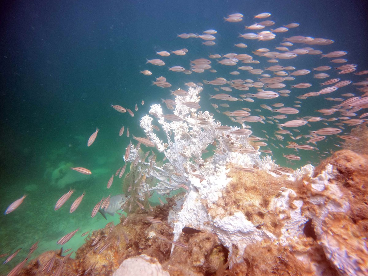 Coral Restoration Foundation tweet media