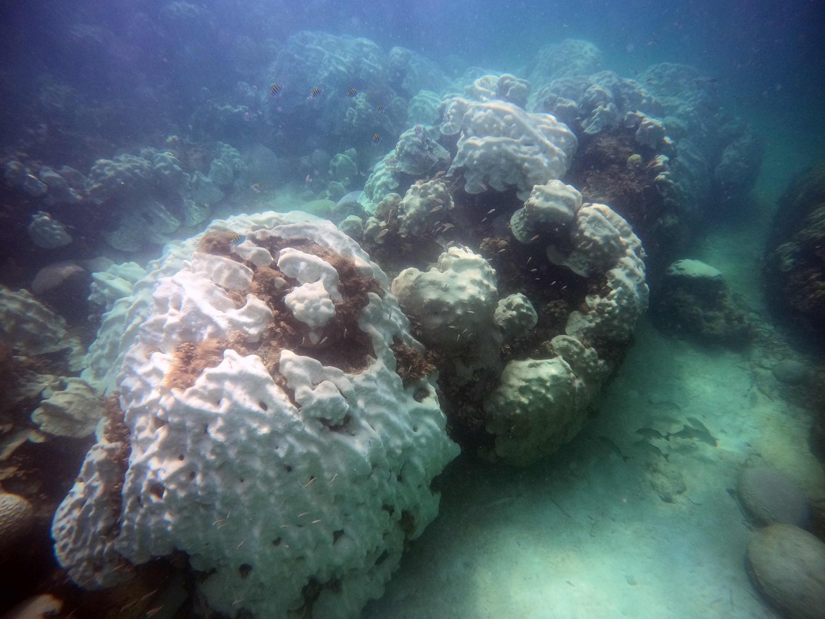 Coral Restoration Foundation tweet media