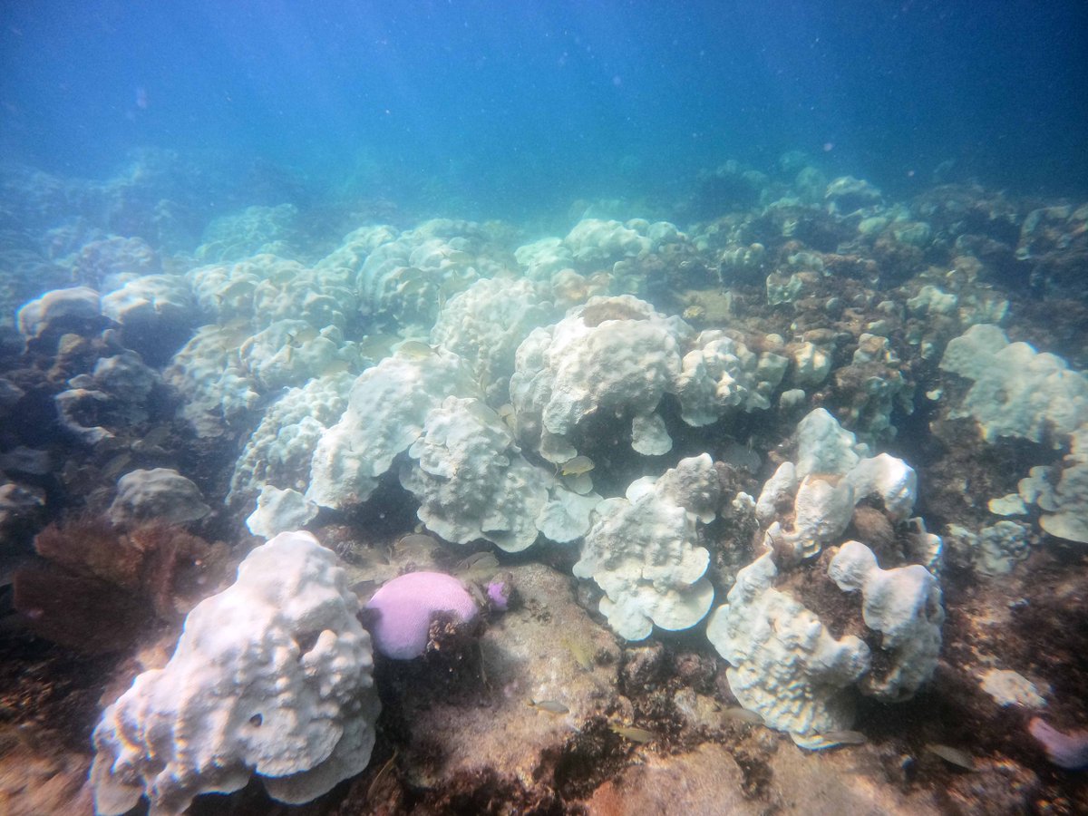 Coral Restoration Foundation tweet media
