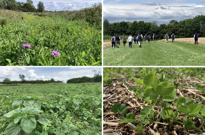 Kings (@kingscrops) on Twitter photo A great day for the Kings Crops team & colleagues from <a href="/FrontierAg/">Frontier Agriculture</a> to gather for a field training session in #Northants. Innovative cover crops, living mulches, SFI/Stewardship & summer fallow options all up for discussion, plus a great opportunity to share & build expertise! A great day for the Kings Crops team & colleagues from <a href="/FrontierAg/">Frontier Agriculture</a> to gather for a field training session in #Northants. Innovative cover crops, living mulches, SFI/Stewardship & summer fallow options all up for discussion, plus a great opportunity to share & build expertise!