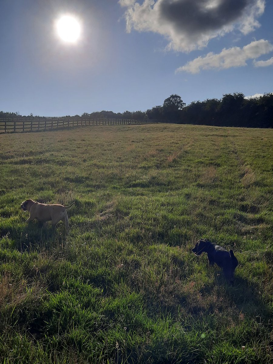 beaubai's tweet image. Lovely Herefordshire looking just about OK this evening ❤ #gallops #herefordshire #woofwoof