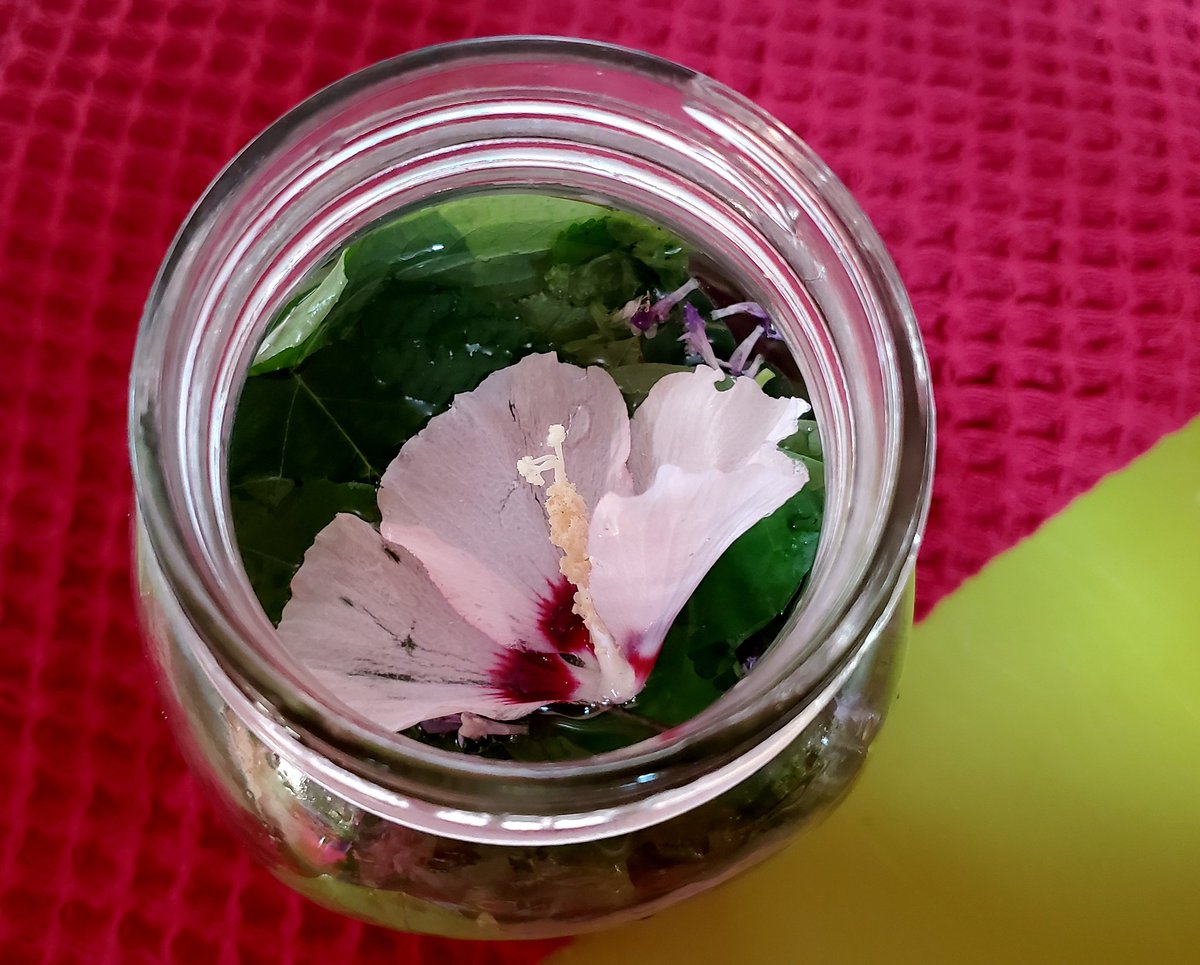 AnaKWrenn1's tweet photo. I missed harvesting Hibiscus blooms this season because of revisions-limbo, but I'm grabbing a few (leaving the majority for hummingbirds) for my next batch of forager's tea.
#tea
#mountainlife
#writerlife
#reportea https://t.co/b7mIDZPwHw