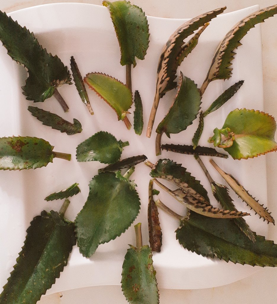 ArmasGiorgio's tweet photo. Hojas de Kalanchoe para tinturas. (Macerado terapeutico) 
Combate tumores malignos y benignos, inflamaciones, miomas, fibromas e infecciones diversas. Tenemos en stock. Tratamientos completos por privado. (RT) 🙏 https://t.co/1EvjnM5ul8