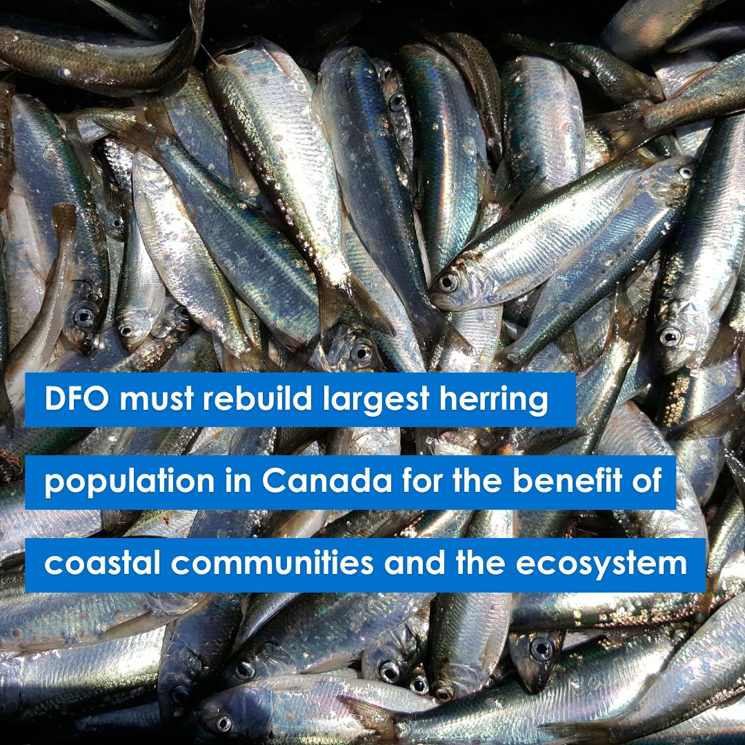 .<a href="/FishOceansCAN/">Fisheries and Oceans</a> (#DFO) will soon announce the quota for the largest #herring fishery in Canada. 

Last year, government reduced the quota by 33 % but failed to choose a harvest strategy in line with stock rebuilding. 

Read more from EAC &amp; <a href="/Oceans_North/">Oceans North</a>: bit.ly/3rExf2p