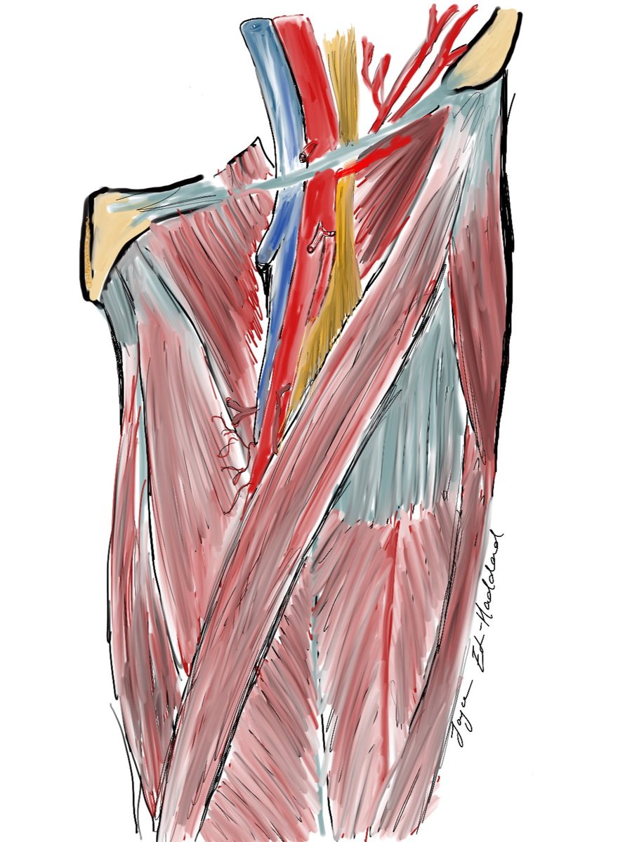 Meet this month's featured member and anatomy artist,  Joyce El-Haddad! Check out below the artwork she created and the story behind it. If you want to be the next Artist of Anatomy, contact lokesh.coomar@slu.edu.

Learn more: ow.ly/3hjC50PkXkC

#Anatomy24 #ArtistsofAnatomy
