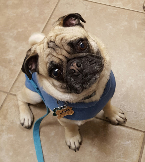 LiamWonderPug's tweet photo. Has Marge suggested impeachment of Commander yet? ๐ค
#impeachGOP #dogsaresmarterthanher #SheJealous https://t.co/nvzseA8FsE