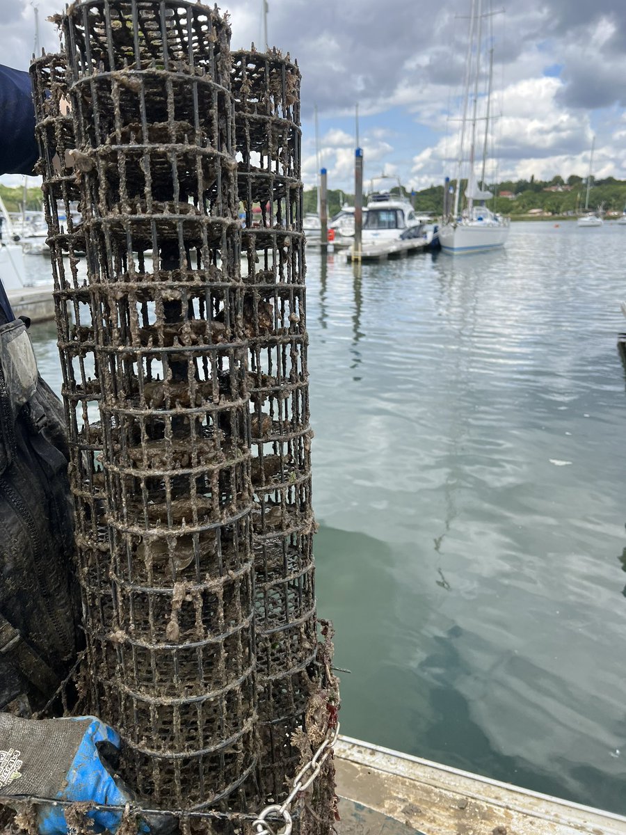 Spent the day on the field for 1) some reconnaissance survey around a major point source of #roadrunoff into a sensitive habitat. 2) Also joined <a href="/EricHarrisScot1/">Eric Harris-Scott</a> for some oyster monitoring on the #solent #oyster restoration project. #6PPDquinone #UoPScience #tireparticles 🚘🚛🦪