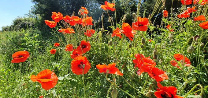 Scott tweet media