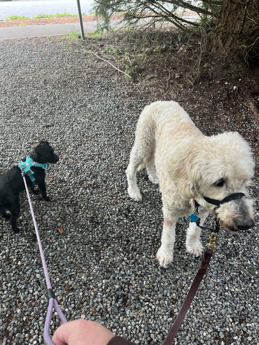 RegularITguy's tweet photo. Not as photogenic as Indy and Darby with @NerdPyle walkies... But sometimes you need to take a walk to clear the head - might as well bring company! #Bailee and #Riley enjoyed it! https://t.co/V2LyksFRbx
