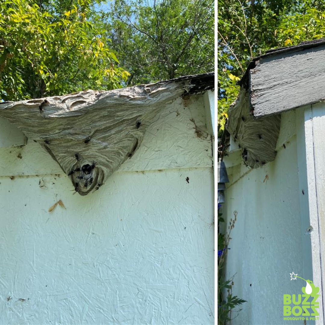 realbuzzboss's tweet photo. Check out this bald-faced hornet's nest 🤯 ! The Buzzing was so loud we could hear 👂  them before we even spotted 👀  the nest. Luckily, #BuzzBoss has your back if you're having trouble with #wasps or #hornets or spot a nest! 😎 

Learn more: https://t.co/wzCU8zzulV https://t.co/sBfOA7Bx5Y