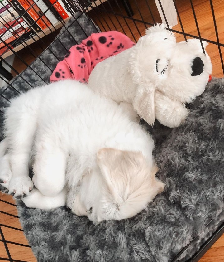 Tuesday tip! Did you know that puppies require 18-19 hours of sleep a day? Looks like @ourgoldiescout is already counting nap hours for today. 🐶❤️

#dogmom #dogdad #dogphotoshoots #dogsareawesome #doglover #dogoftheday #dogphotography #dogmomforlife #doglove