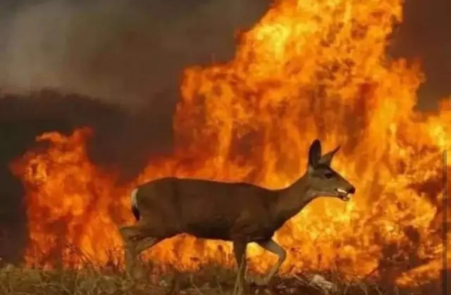 GuPrevel's tweet image. Les animaux ne sont pas considérés comme des victimes pour les JT lors des incendies de forêts 🔥🌳🦌et pourtant ce sont eux qui payent le plus lourd tribut aux errances et à l’arrogance humaine.
Le climat change, nous ne changeons pas.☹️