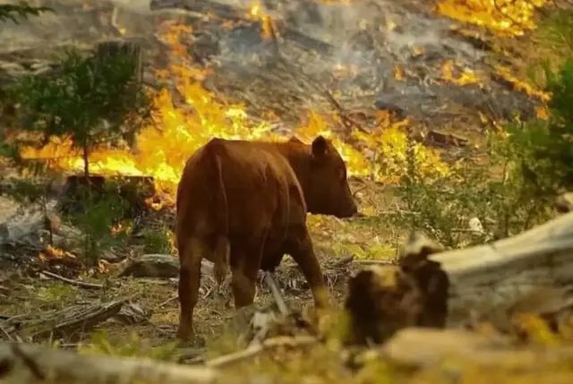 GuPrevel's tweet image. Les animaux ne sont pas considérés comme des victimes pour les JT lors des incendies de forêts 🔥🌳🦌et pourtant ce sont eux qui payent le plus lourd tribut aux errances et à l’arrogance humaine.
Le climat change, nous ne changeons pas.☹️