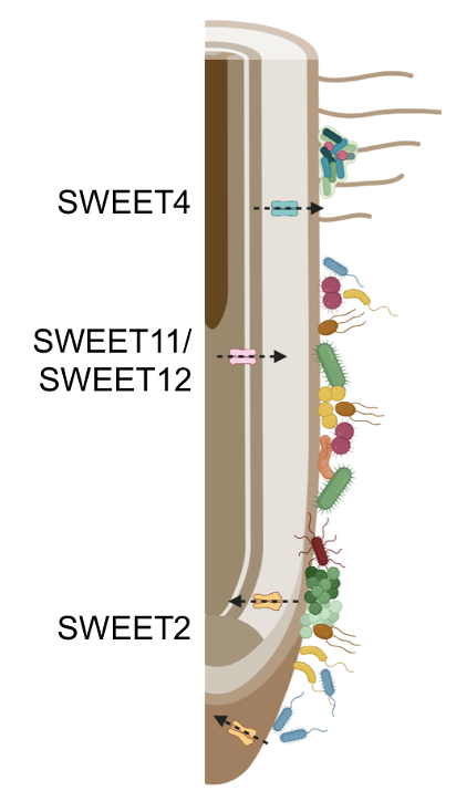 Pleased to share our latest work on deciphering the spatial organization of microbiota along the longitudinal root axis disq.us/t/4hvh3jw <a href="/PalomaDuranB/">PalomaD</a>