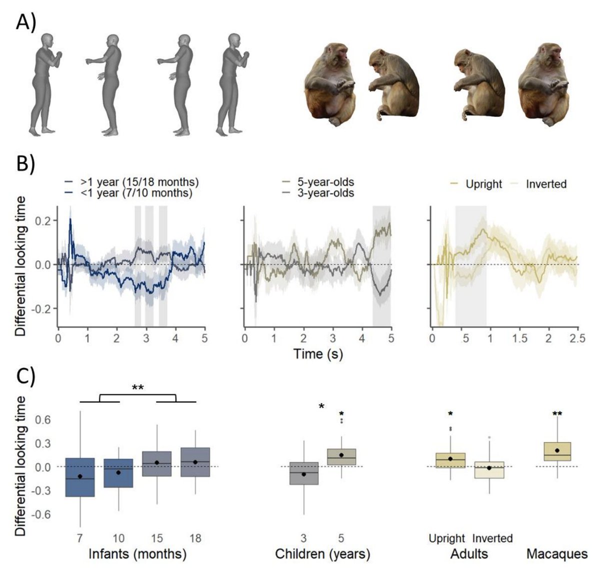Lizzy_Simpson's tweet photo. Visual preference for socially relevant spatial relations in humans and monkeys @ljuba_pi @JR_Hochmann @holly_rayson @EmilieSerr @AliMassera et al. #preprint https://t.co/62NtU6Psjv https://t.co/cKfkvGSqzd