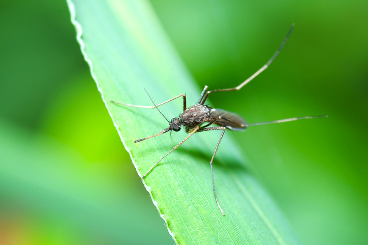 adamscountygov's tweet photo. Mosquito control for unincorporated Adams County is provided by Vector Disease Control International. If you have concerns about mosquitoes, leave a message with the hotline at 303.428.5908. For more on mosquito mitigation and spray schedules, visit https://t.co/VwmYDH98bg. https://t.co/bvLhb5898e