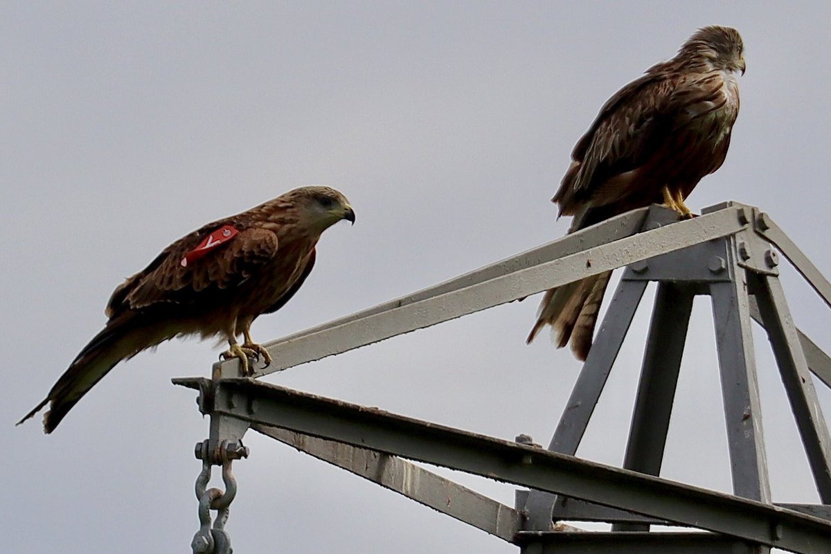 tracey fisher tweet media