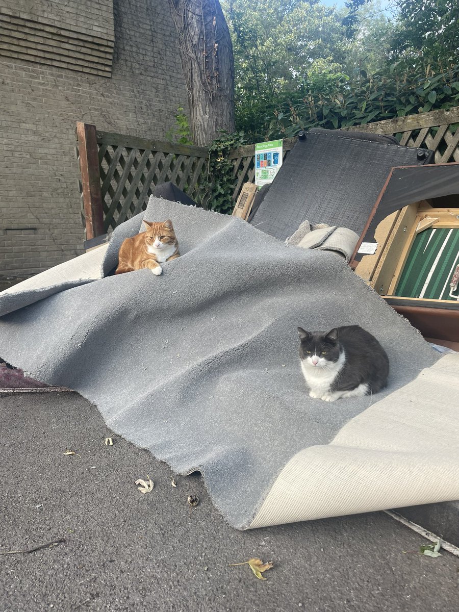 Two boys who are going to be desperately sad when the council comes to take their outdoor carpet to the tip 😂