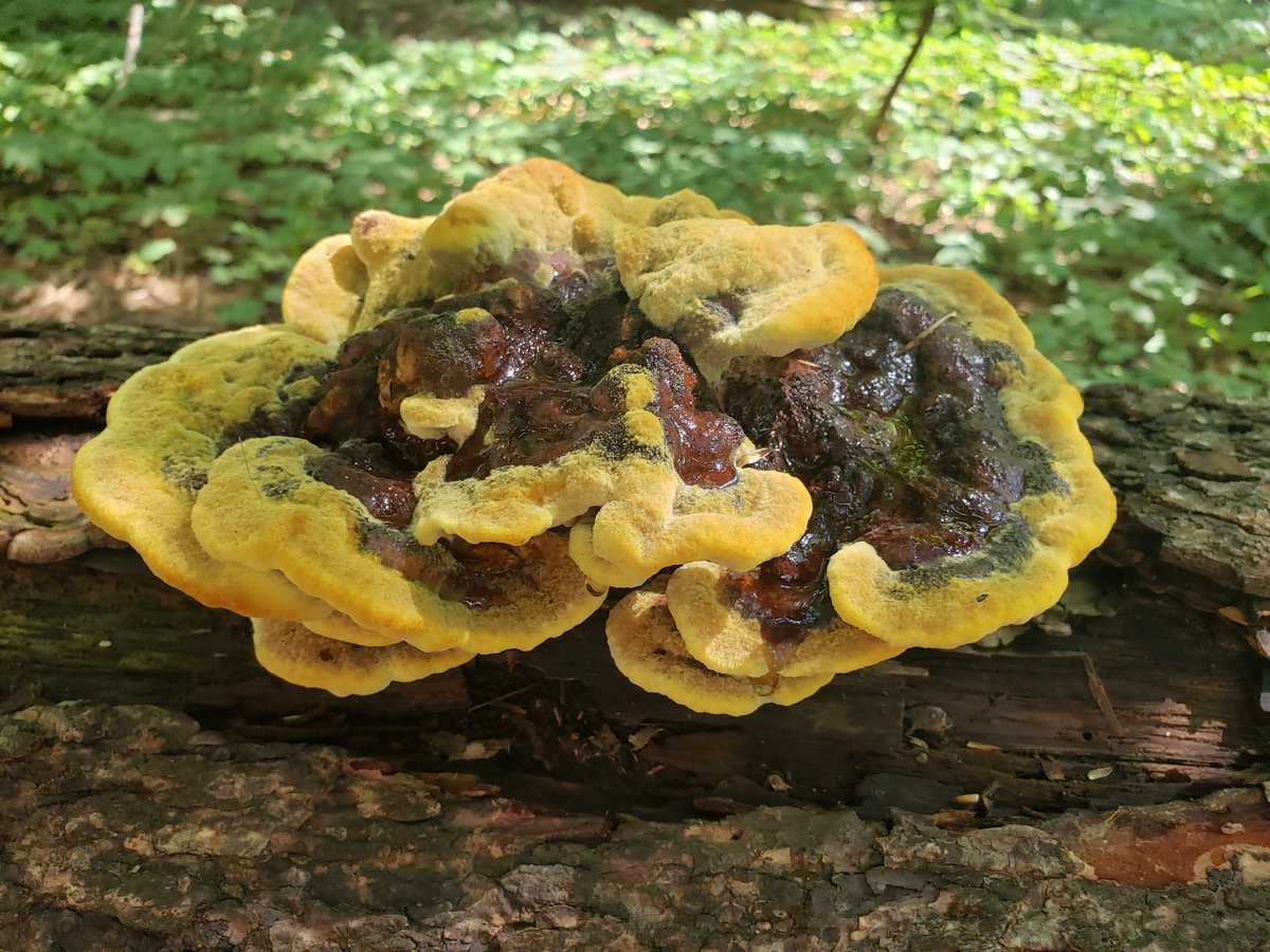 Downed spruce tree on campus that usually has Ganoderma fruiting now has Phaeolus schweinitzii (the Dyer's polypore). Photo taken 5 days ago compared to today shows a fast growing mushroom that is now attracting attention of all who walk by.