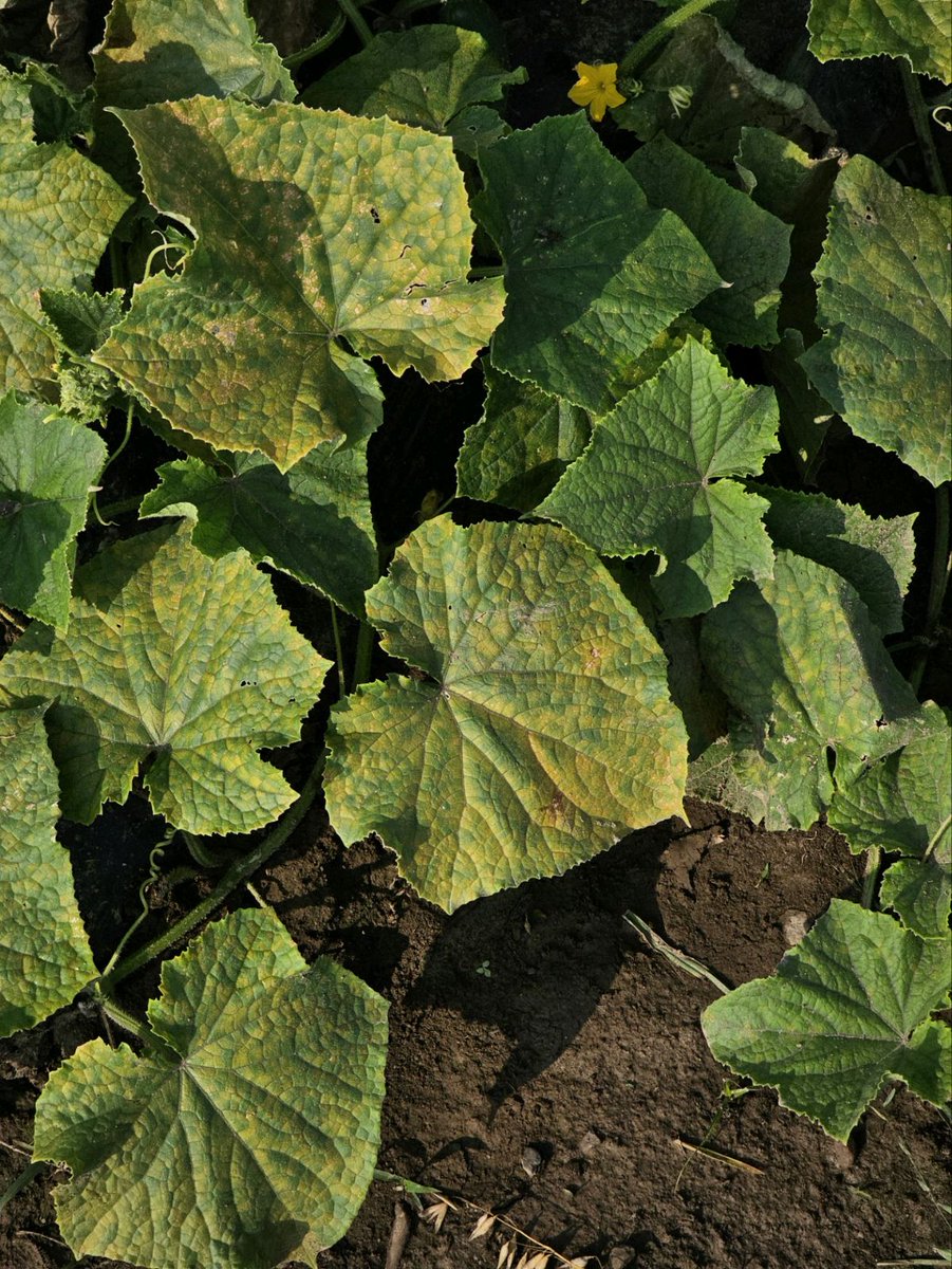 As expected, cucumber downy mildew has appeared in OH in three counties-Medina, Wayne and Knox- and likely more as yet unreported. Preventatively applied effective fungicides are needed to manage CDM. See go.osu.edu/Cbs4.