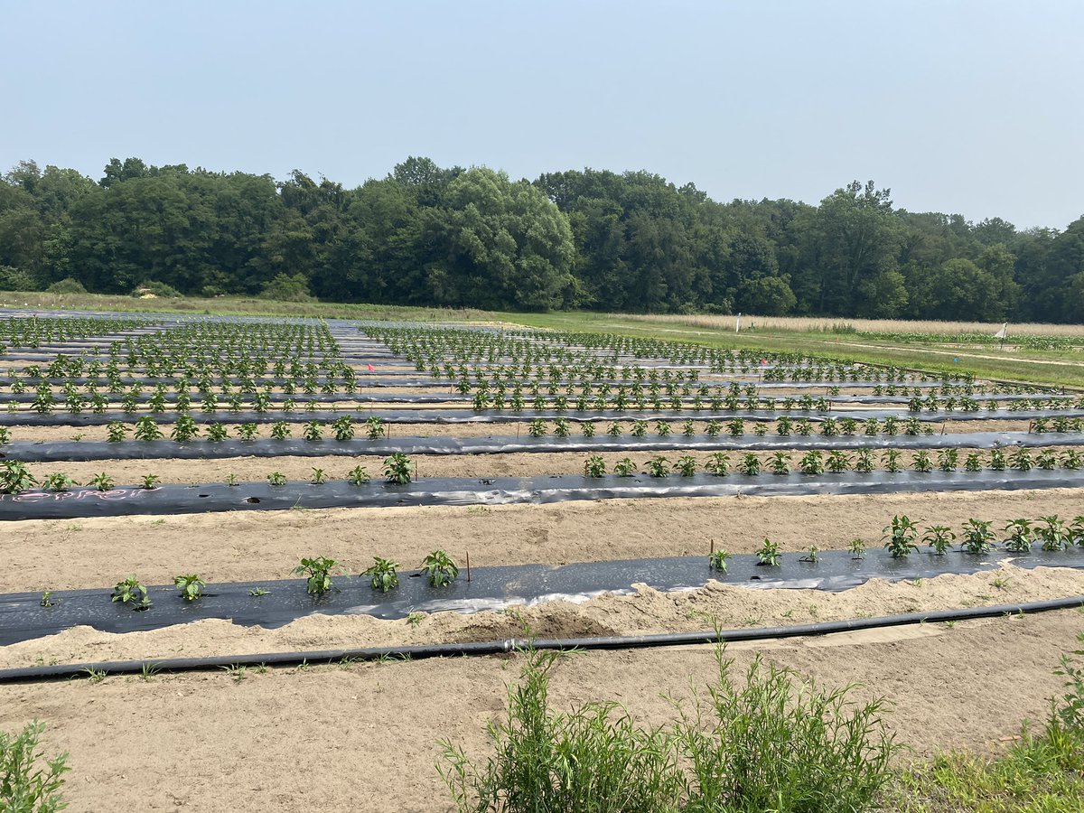 My peppers are getting ready to meet P. capsici.