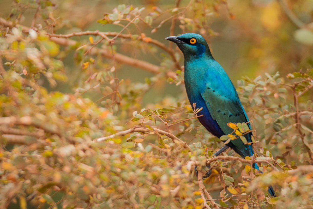 makariosafaris's tweet photo. Greater blue eared starling spotted by guide @ManziEric_RW at @AkageraPark . This park is just amazing for bird lovers. #Birdland #birds #birders #BirdsOfTwitter #birdsseenin2023 #Rwanda #NaturePhotography #nature #outdoor #Life #Coldplay https://t.co/NtfMRqJJtw