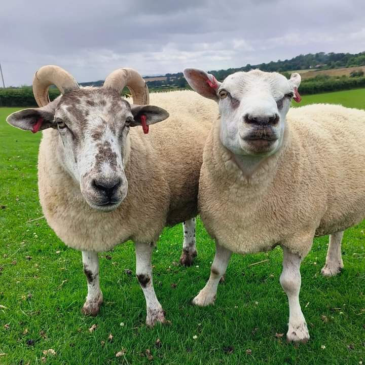 fars_sanctuary's tweet photo. What started as a summer romance MAY be turning into something a bit more serious #VeganHour 💒🤞! Fan-favourite #BigMandy &amp; handsome #NemoSheep have been hanging out LOADS &amp; now Nemo is headbutting away any rivals for his girl's affection 🐏😍 Seems like love is blossoming! 🤗 https://t.co/4OTgPH7el3