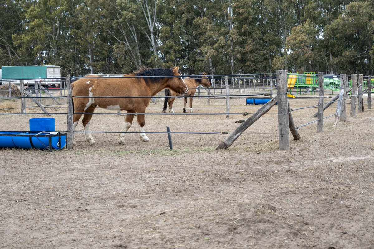 Es un orgullo contar con instituciones que tanto bien le hacen a nuestra ciudad, como lo es Fundación Huellas que mediante la equinoterapia busca la rehabilitación, educación y reeducación de las personas con discapacidad.