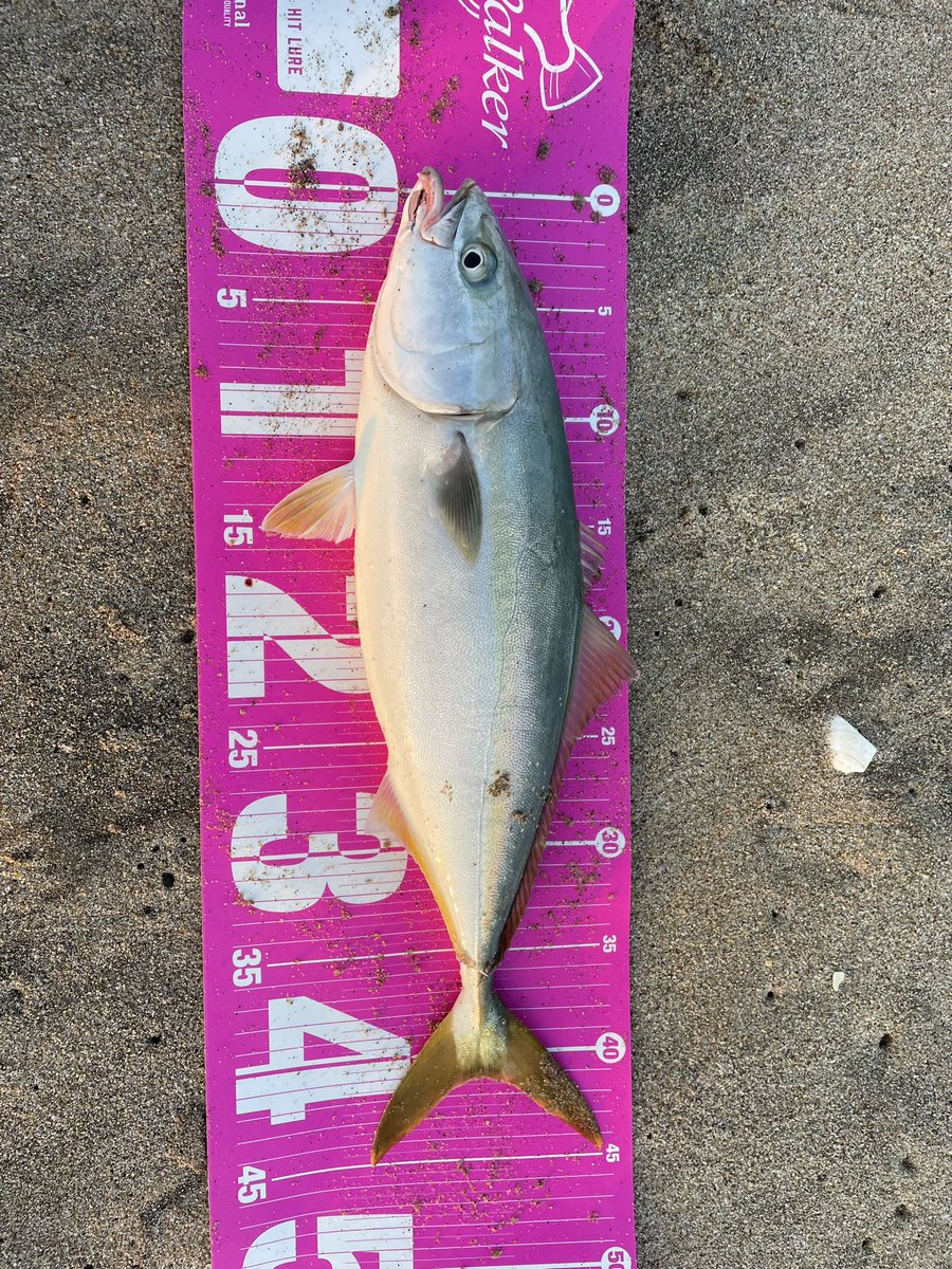 axisoba919's tweet image. プチ遠征最終日朝マズメ👍
3種目✌
 #北茨城サーフ
 #ありがとうございました
 #また来ます