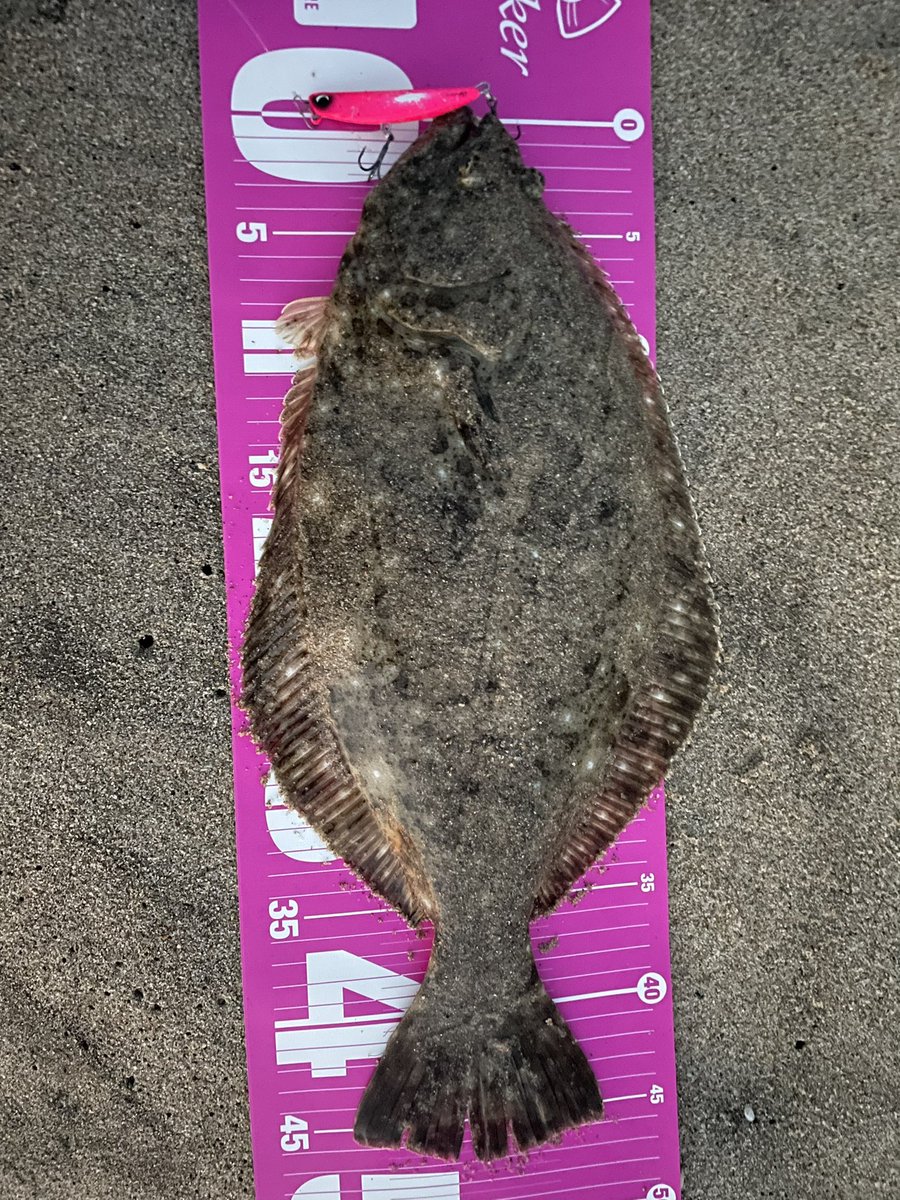 axisoba919's tweet image. プチ遠征最終日朝マズメ👍
3種目✌
 #北茨城サーフ
 #ありがとうございました
 #また来ます