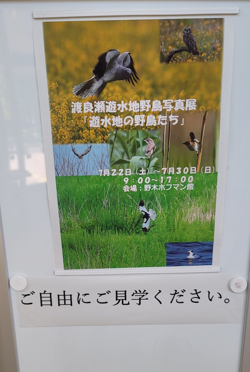 watarase_hl's tweet photo. オトギリです…🍀#渡良瀬遊水地野鳥写真展「#遊水地の野鳥たち」7/22～7/30まで #野木ホフマン館 で開催中です😆真瀬勝見さん📸のスーパーショート🕊️満載です🐤こちらにお出かけの際には、是非お立ち寄り下さいね👋😃✨
#渡良瀬遊水地 #ハートランド
 #栃木市 #自然  #自然が好き #花 #花が好き https://t.co/TUbj31GP4O