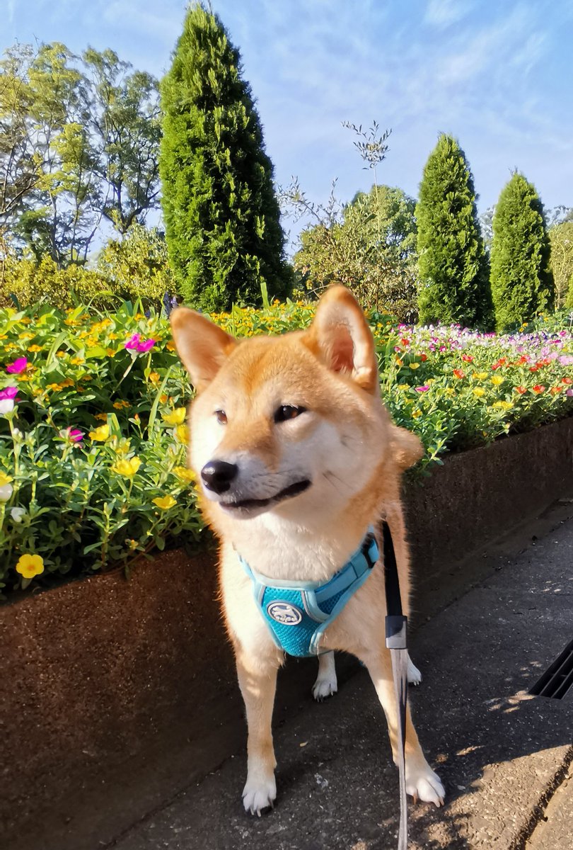 chibiko20190705's tweet photo. お早うございます!!
ミストのおかげで涼しかったです😆
サイクリングのおじさんにも会えました😊
ちび子　ニコニコ😊
まる子　ニコニコ😊
#柴犬　#犬との生活　#犬のいる生活 https://t.co/TdssClmhRv