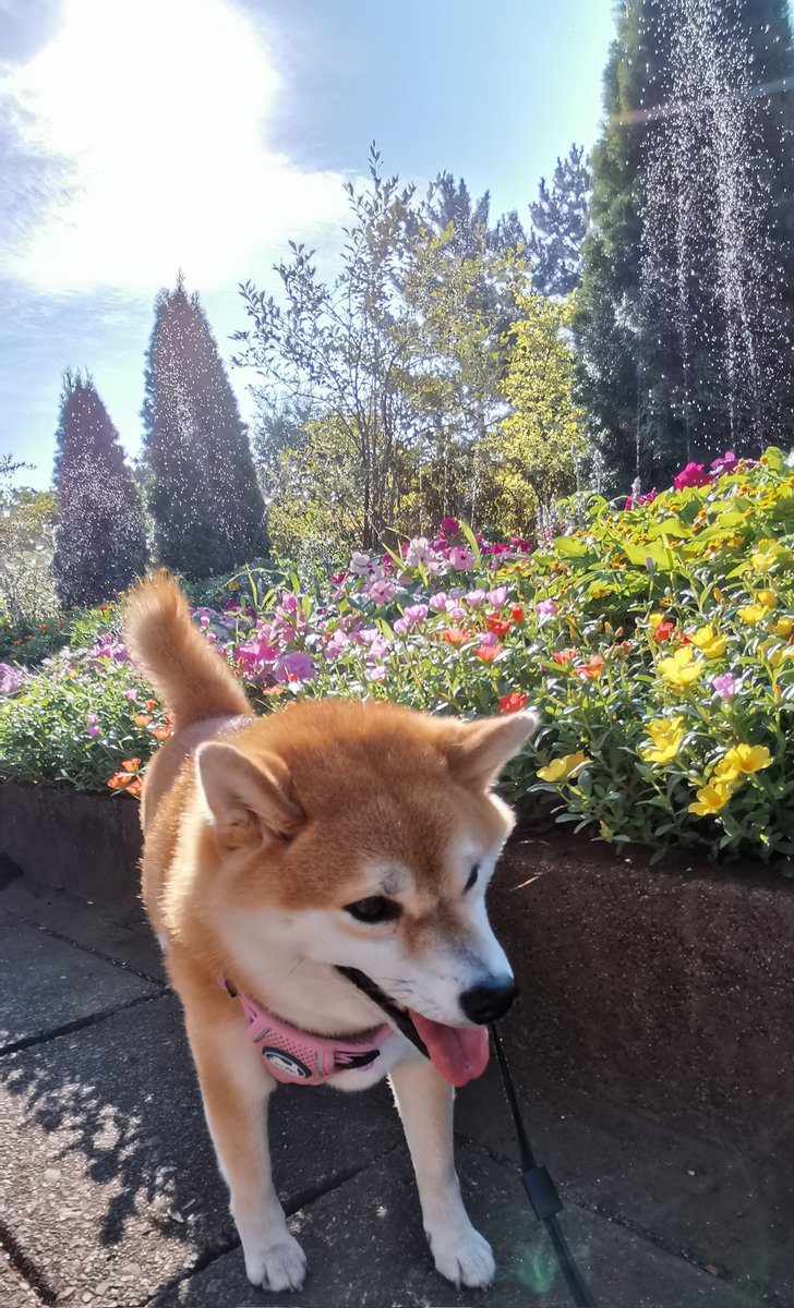 chibiko20190705's tweet photo. お早うございます!!
ミストのおかげで涼しかったです😆
サイクリングのおじさんにも会えました😊
ちび子　ニコニコ😊
まる子　ニコニコ😊
#柴犬　#犬との生活　#犬のいる生活 https://t.co/TdssClmhRv