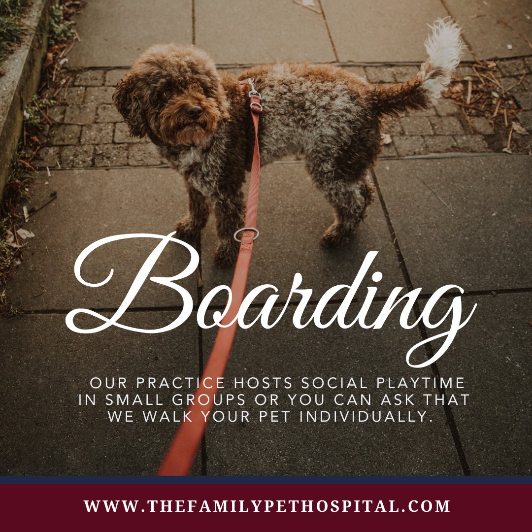 thepetdr's tweet photo. 🐾 Daycare: Let the fun begin! 🎉 Join our small group social playtime or opt for individual walks for your furry friend. 🐶🐱 Visit our website to discover more about our boarding services. 🌟🏨 
🔗 Learn more: https://t.co/d1Bkj6WUVW

#thefamilypethosptial #ashlandma https://t.co/3L3Ws9siK0
