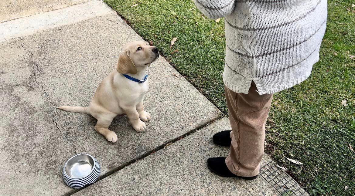 Assistance Dogs Australia tweet media