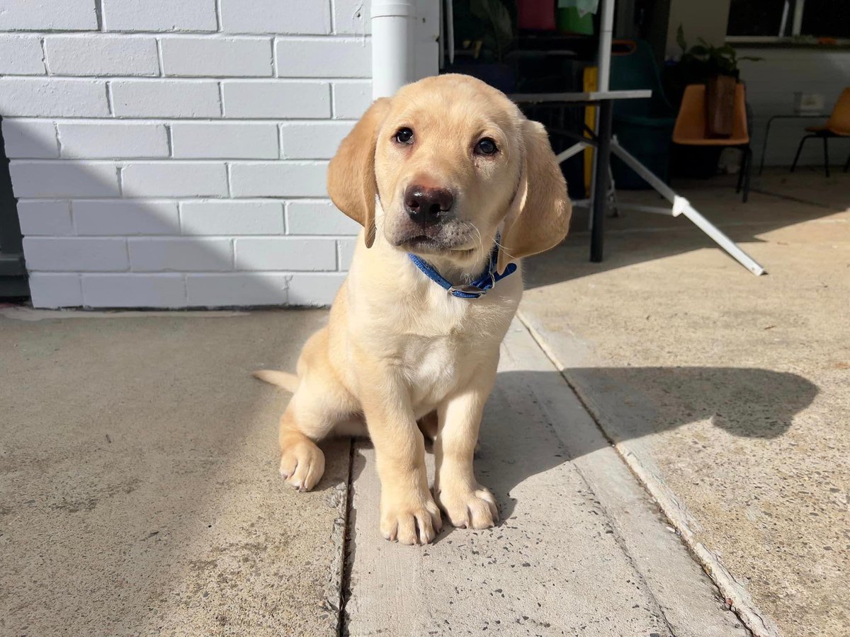 Assistance Dogs Australia tweet media