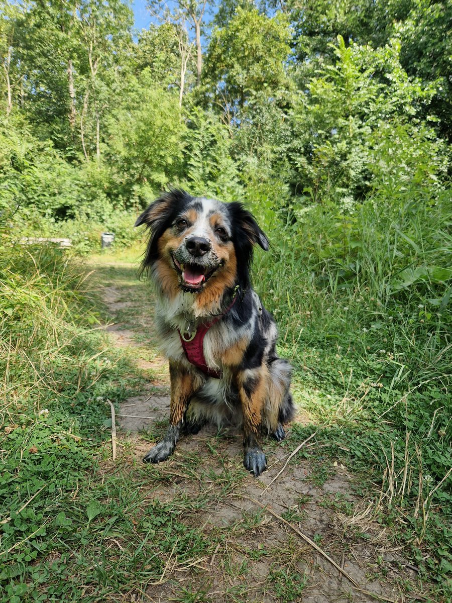 Happy #tongueouttuesday 😊 I think somebody needs a bath 🛁

#tot # australianshepherd #dogsarefamily # dogsoftwitter
