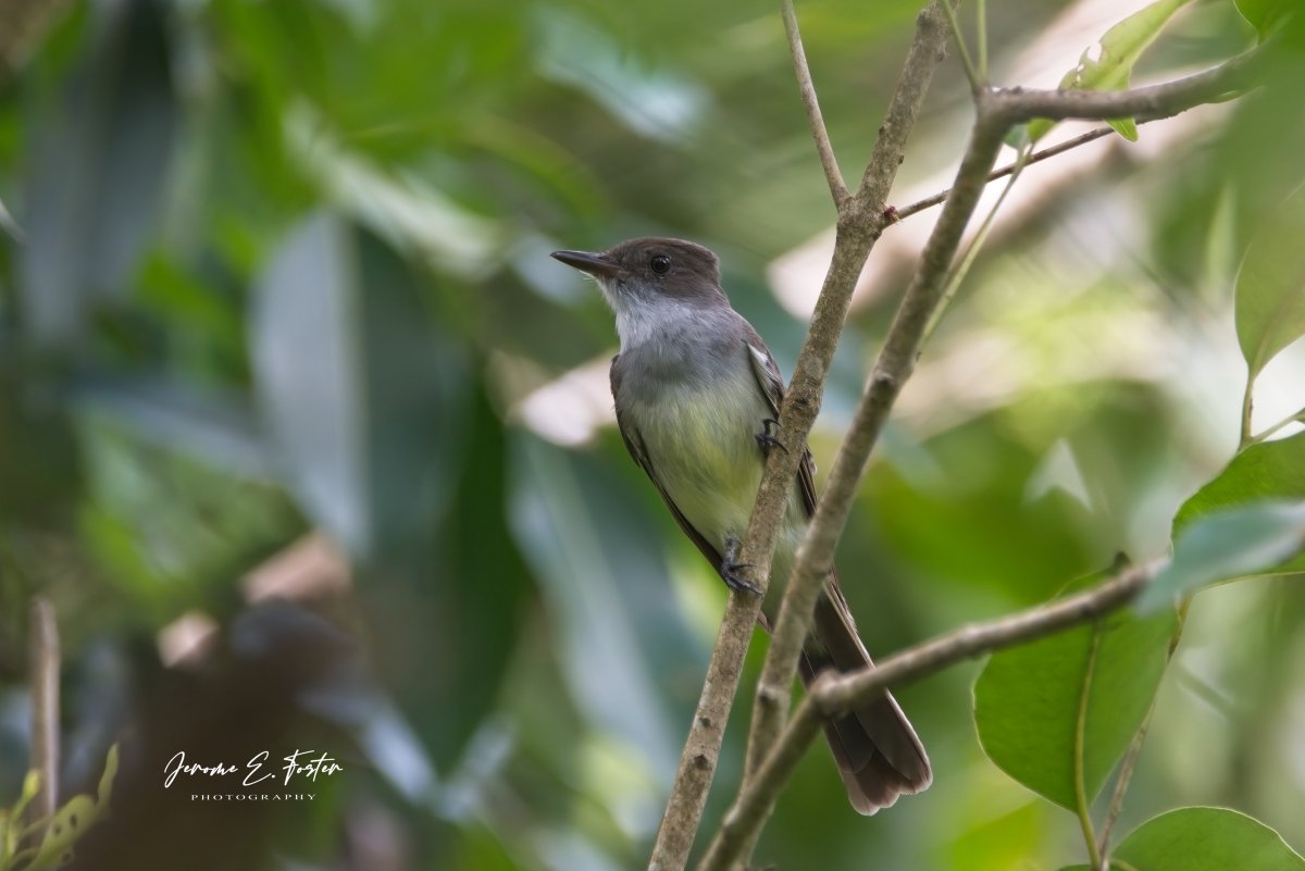 buggyfresh78's tweet image. A lovely #encounter with a #Dusky-#capped #flycatcher in the #forest edge. 
.
.
.
#birdwatching #wildlife #animals #birdphotography #caribbean #trinidadandtobago #birdsseenin2023
