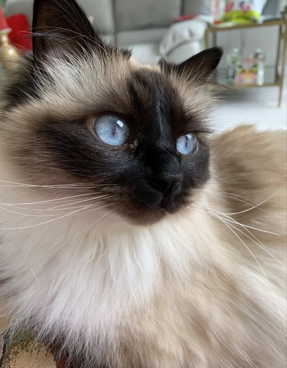 ElizGriff2016's tweet image. #PhotoChallenge2023July Day 25 Begins with R. I would really relish a referral for a relaxing retreat….with a rugged retinue ♥️💋Cali💋♥️
#Cats #CatsofTwittter