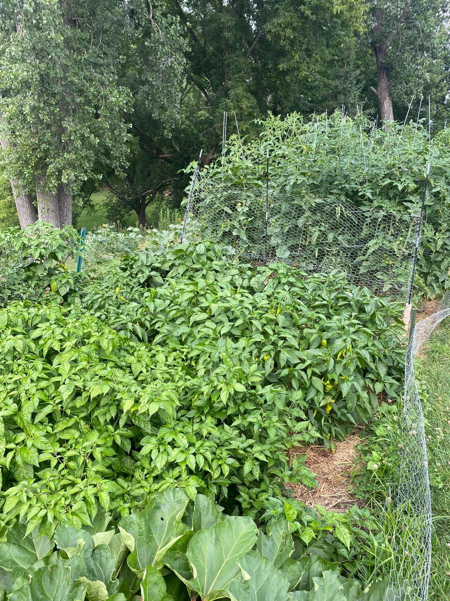 LinkBull2's tweet image. Garden doing good