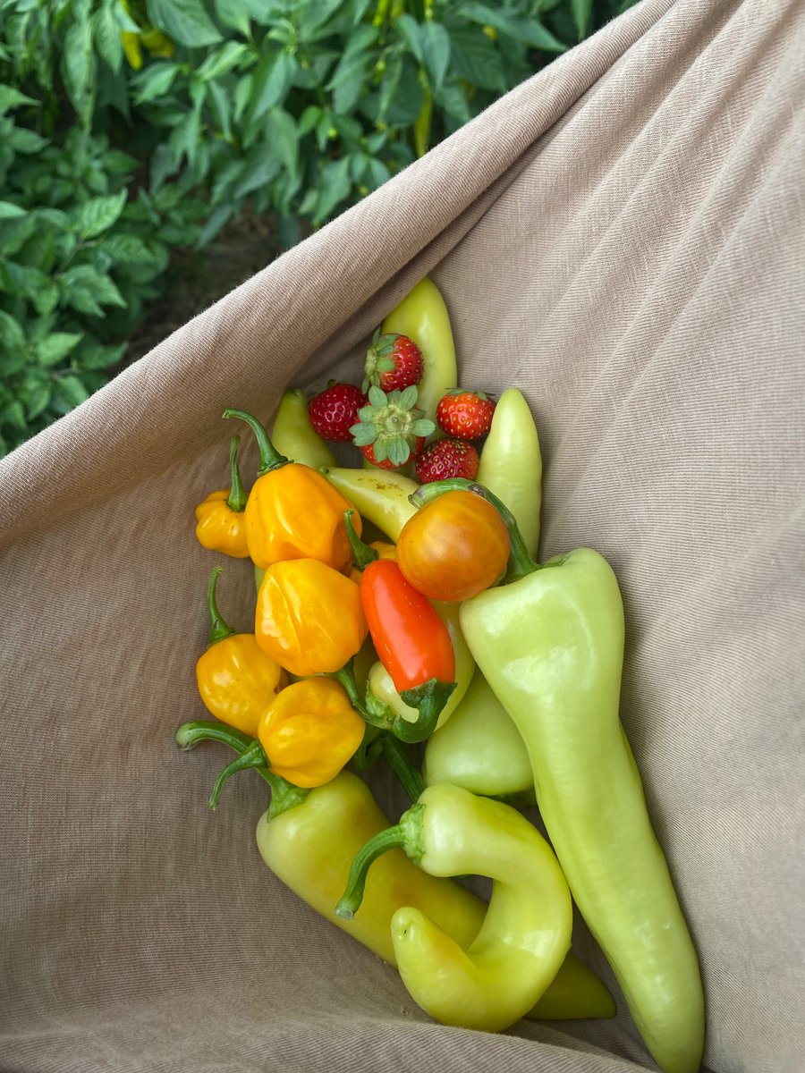 LinkBull2's tweet image. Garden doing good