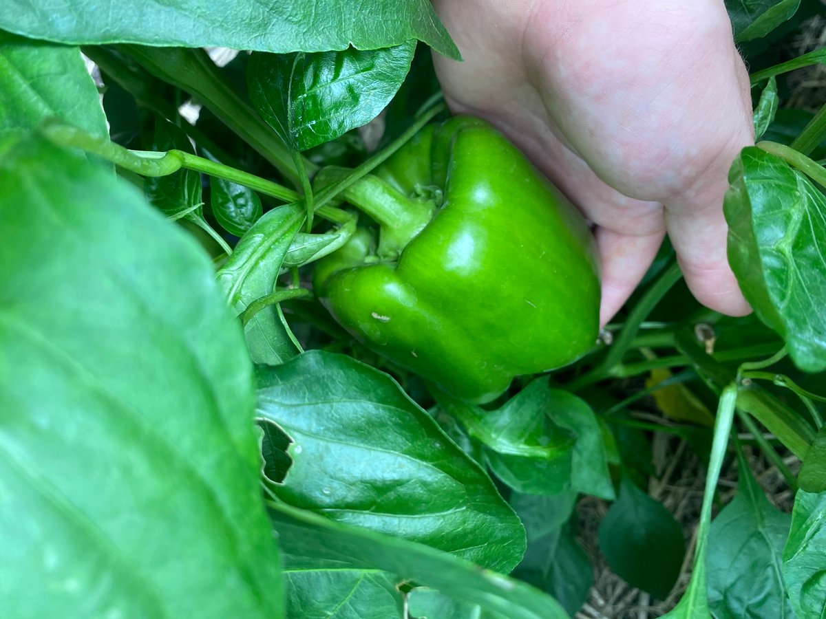 LinkBull2's tweet image. Garden doing good