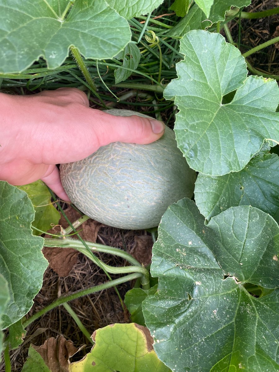 LinkBull2's tweet image. Garden doing good