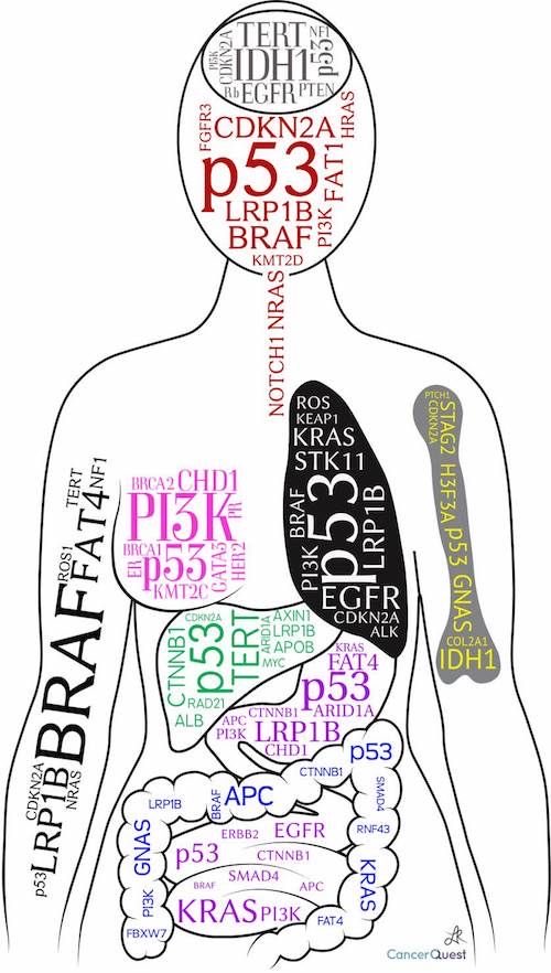 OGdukeneurosurg's tweet photo. Genetics abnormalities  of different cancers
Source:  cancerquest https://t.co/wwMRBXMY5p